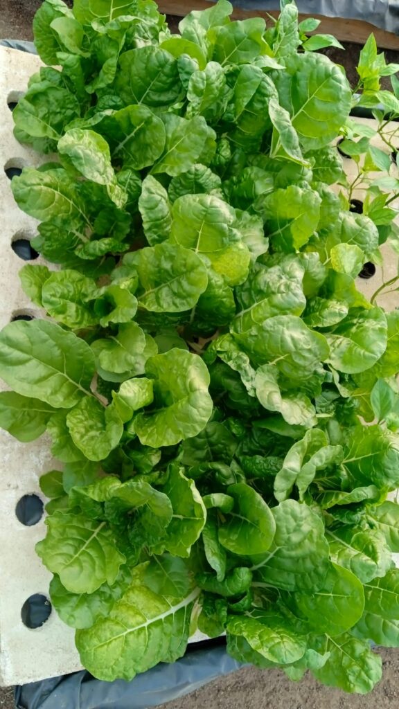 20220925_052018000_iOS