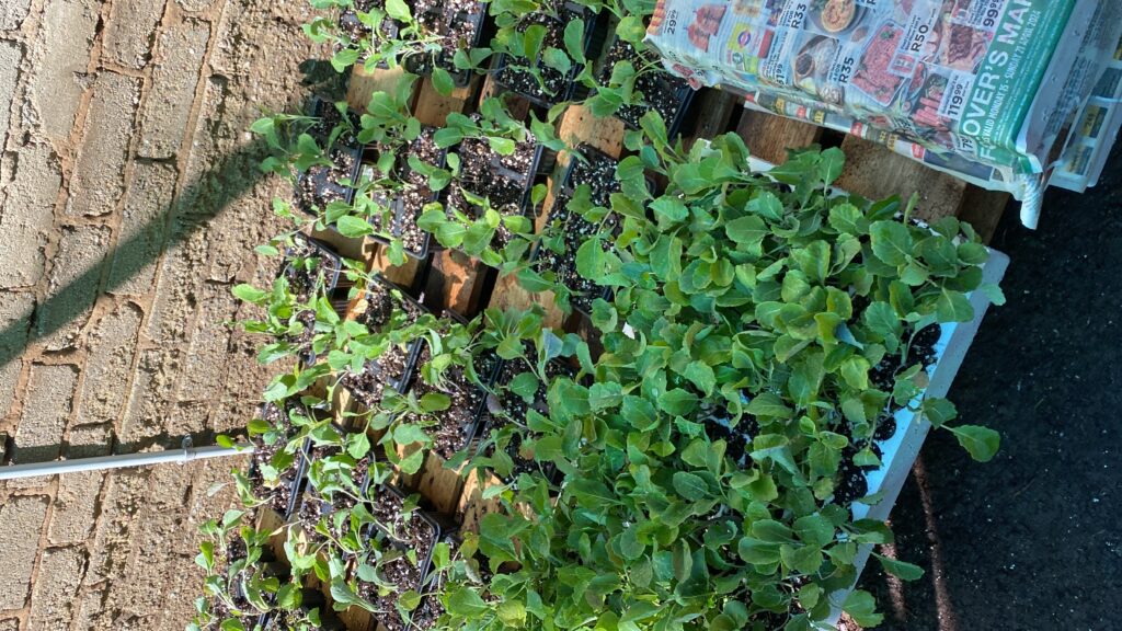 20240420_085126374_iOS