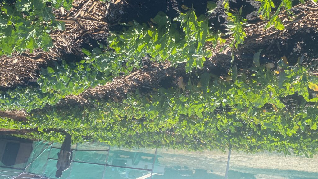 20240815_123834028_iOS