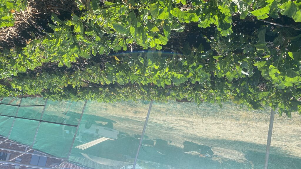 20240815_123842393_iOS