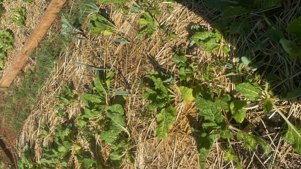 20241130_132503479_iOS