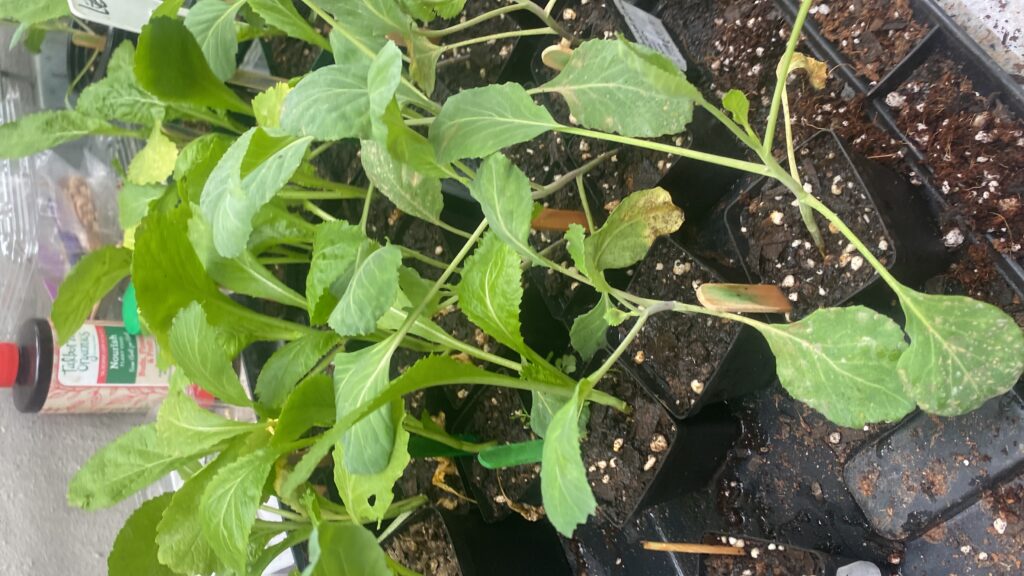 20250515_133630600_iOS